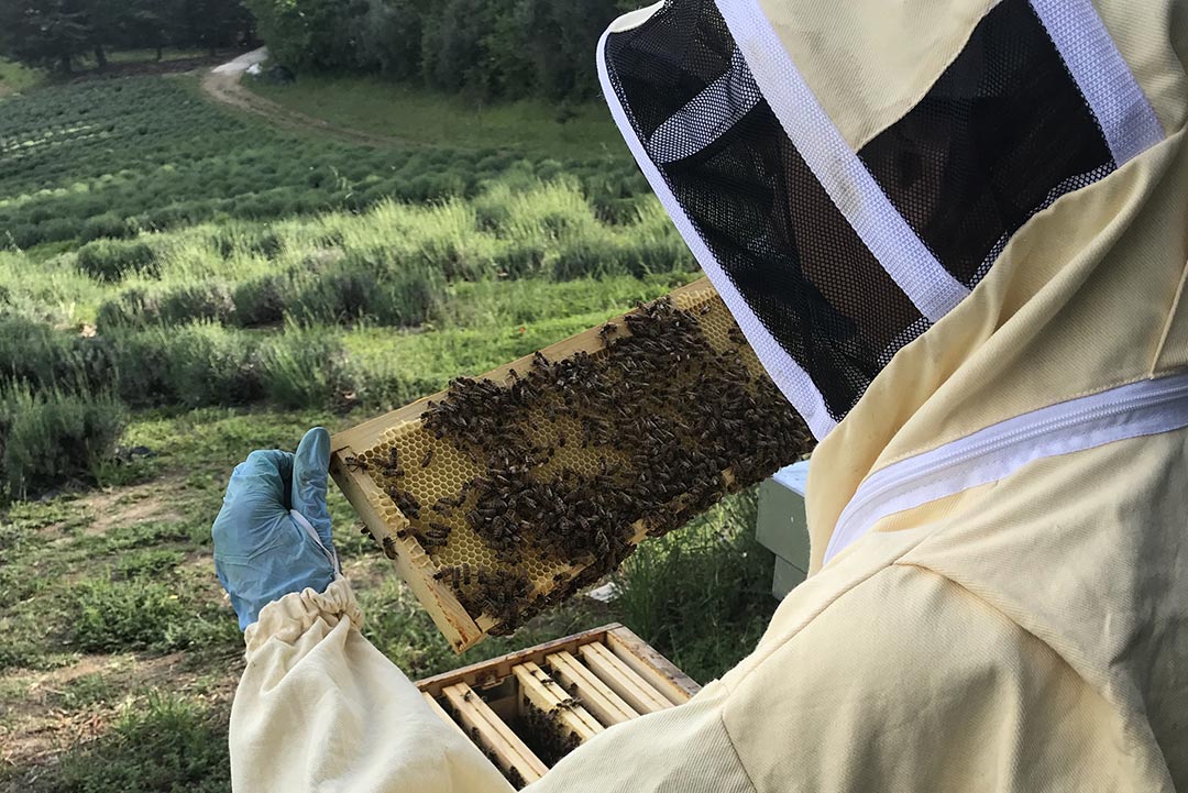L’apicoltura biologica
