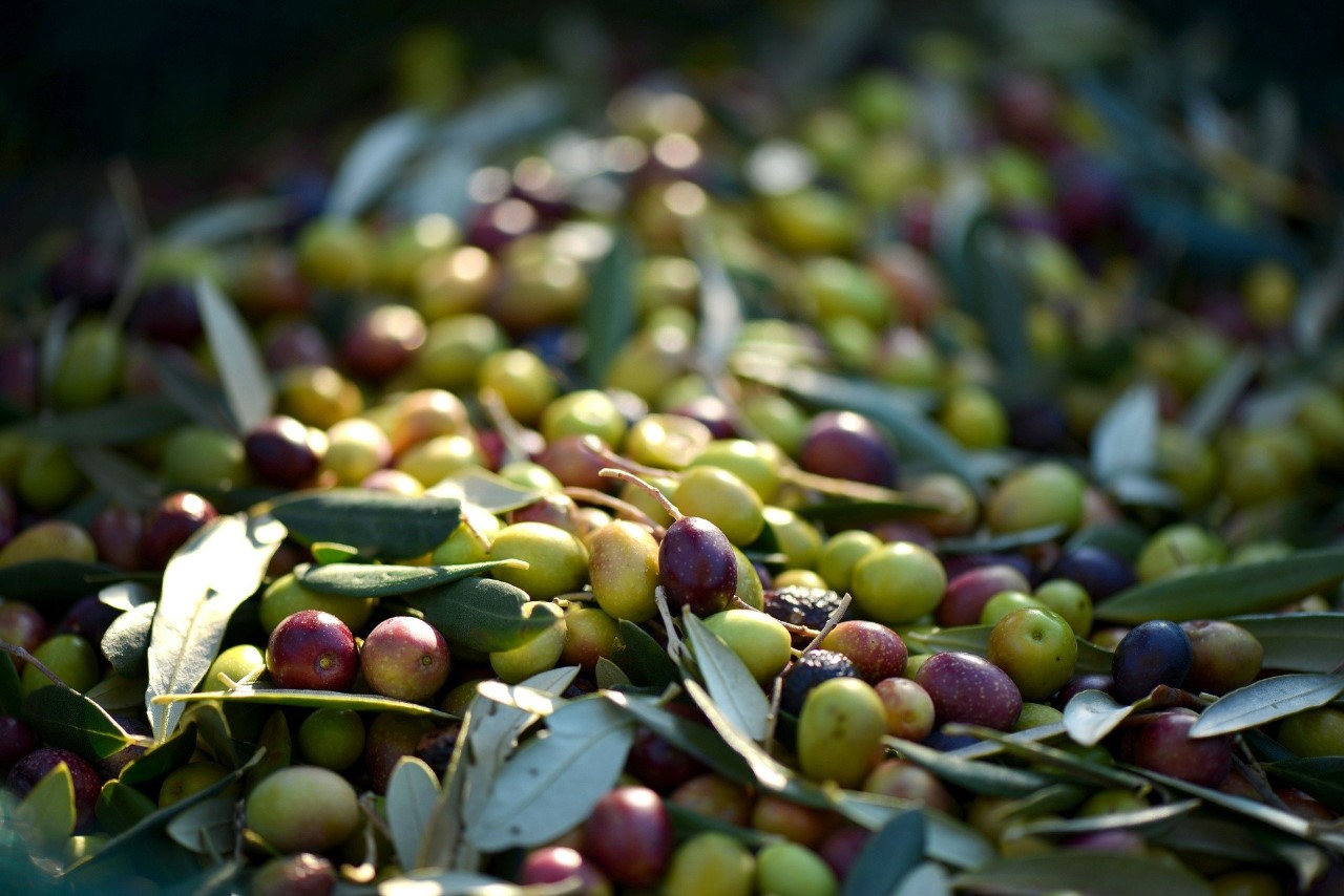 Italian Extra Virgin Olive Oil – Part 1