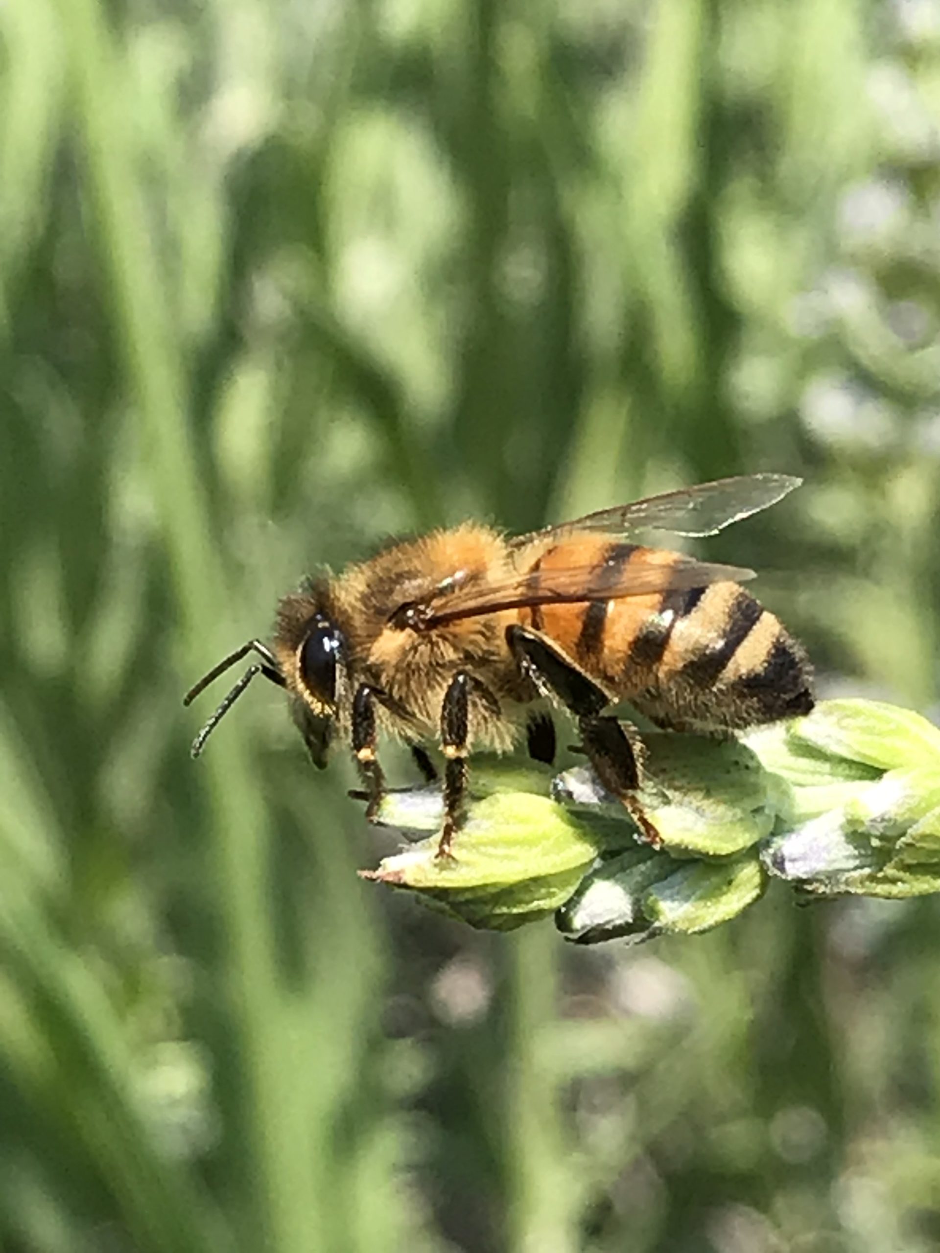 Joyeux jour de la Terre à toutes les abeilles de la Planète